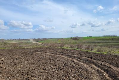 VANZARE TEREN PRUNDU INTRAVILAN AGRICOL GIURGIU POTENTIAL - 8
