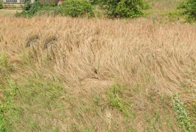 Teren intravilan de vanzare - 3