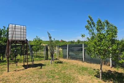 Teren cu livada perfect pentru CASA - 1.200 MP Sat Varlaam, Giurgiu - 4