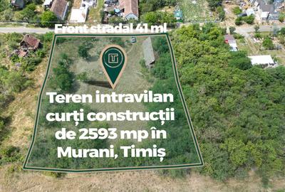 Teren intravilan de 2593 mp, pe deal, cu vedere catre sat, in Murani - 6