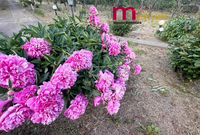 Terenn 2800 mp+ Casa  , oaza de liniste si relaxare - 7