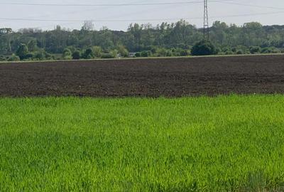 Sos de Centura Pantelimon Vanzare Teren 3,5 HA si 1, 1 HA - Cernica  25400MP - 12