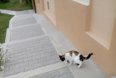 Se vinde casa individuala in satul Totea de Hurezani, judetul Gorj - 4