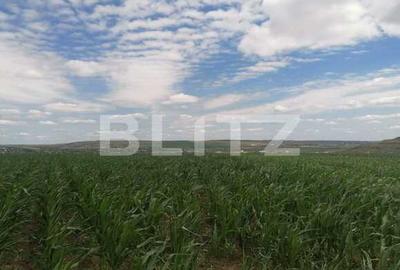 Teren extravilan 3700 mp Cogeasca - 1