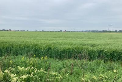 Vand teren intravilan in Sabareni, jud Giurgiu - 2