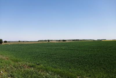 Teren intravilan 5114 mp in comuna 1 Decembrie - Ilfov - 1