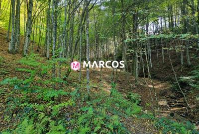 Teren Văliug, 2000mp, ID 950 - 2