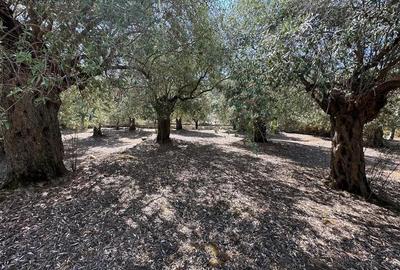 Teren intravilan pe insula Thassos, aproape de plaja salbatica - 5