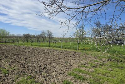 TEREN INTRAVILAN -1300 mp CURTISOARA - 10