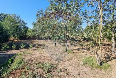 Teren intravilan de inchiriat  - 3.600mp Șoseaua Unirii – Balotești - 14