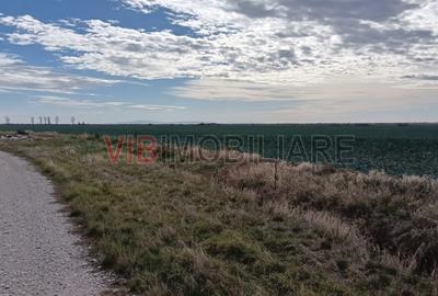 Ferma Agricolă 1.350 Hectare – Grad de Comasare 96–97%, Chișineu Criș, Județul A - 11