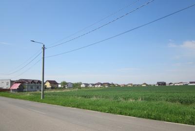 Domnesti-Narciselor - 14