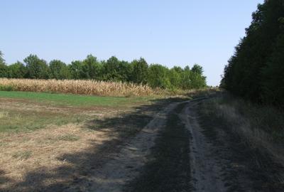 Teren Clinceni-Ordoreanu padure - 1