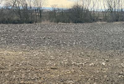 Teren extravilan | Rădăuți | 36 ARI - 14