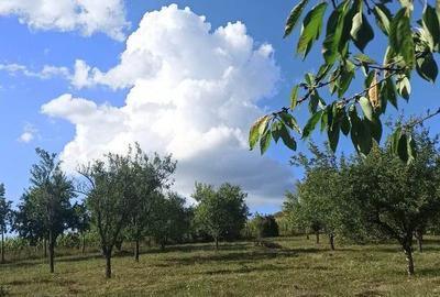 Tren si casa de vacanta in Panticeu - 1