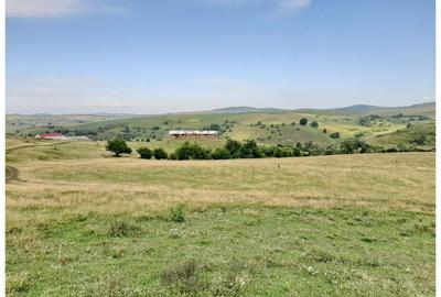 Teren Sercaia  250 ha - 6