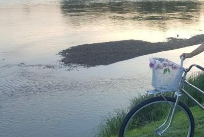 Apartament cu 3 camere de vanzare, etaj 2, - Micalaca - 12