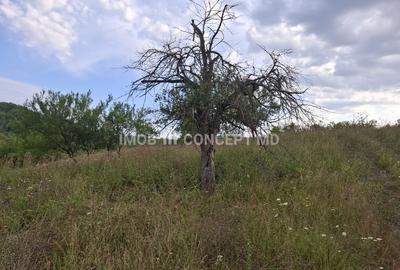 Teren spectaculos cu padure, livada si priveliste panoramica in Soimari PH - 17