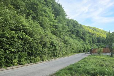 Teren intravilan intre case în Bunloc, lângă pădure – 604 mp - 5