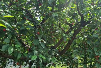 Vila de vanzare 260 mp cu anexe 40 mp si teren 1600 mp - 17