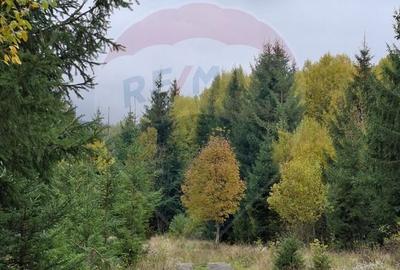 Vânzare teren extravilan, 4 ha pădure, zona turistică Liban, Harghita - 5
