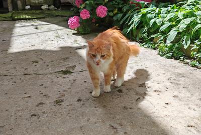 Apartament 4 camere renovat, 3 unitati regim hotelier zona Centrul Istoric - 26