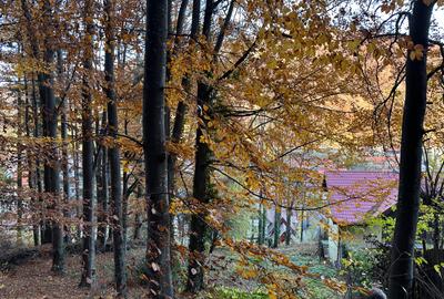 Sinaia – teren superb de vanzare situat chiar in padure! - 1