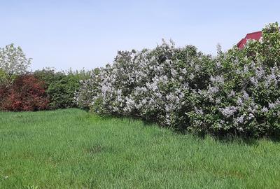 Teren intravilan in Zaicesti zona Conacului cu latura de padure - 6