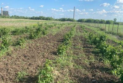 Teren 5700mp Giurgiu - 1