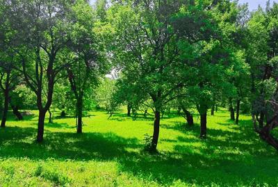Teren intravilan Talea situat in mijlocul naturii ! - 2