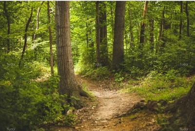 Pădure 268 ha in jud. Bacau, teren, constructii - 1