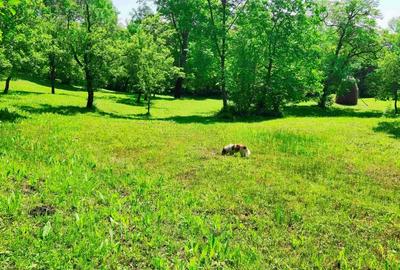 Teren intravilan Talea situat in mijlocul naturii ! - 8