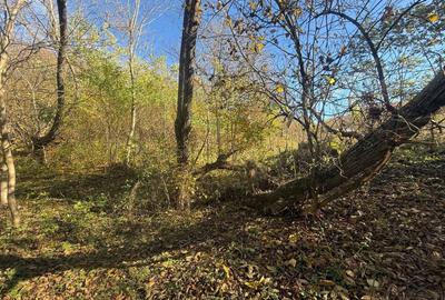 Teren langa pădure 6400mp+casa demolabila-deschidere 35 ml - 12