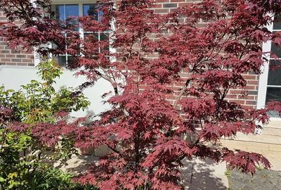 Casă spațioasă de închiriat cu curte amenajată și facilități complete - 21