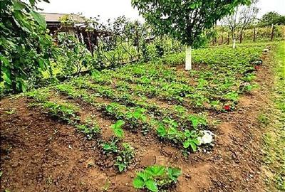 Casă 200mp + teren 2745mp la 30km Bucuresti - preț ajustat pentru vânzare rapidă - 15