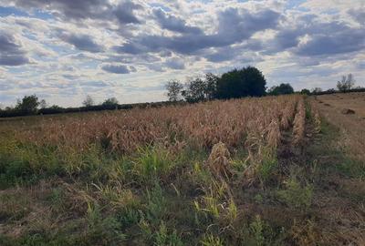 Teren extravilan in Santion - 1