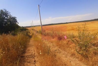 Teren pentru casă/case în Brănești pe strada Toporași - 20