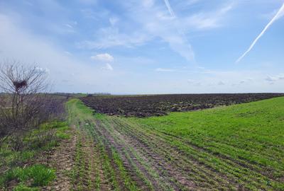VANZARE TEREN PRUNDU INTRAVILAN AGRICOL GIURGIU POTENTIAL - 7