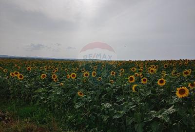 Teren parțial intravilan-300000mp Stroiești-Trei Movile, Suceava - 7