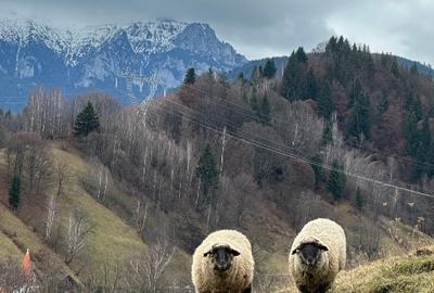 Teren Construcții intravilan de 11150 mp, în Șimon