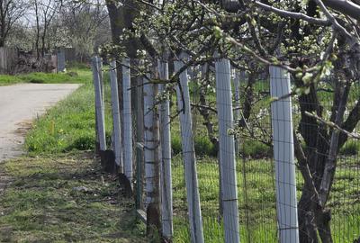 TEREN INTRAVILAN -1300 mp CURTISOARA - 6