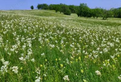 TEREN de vanzare, 4800 mp, in Posesti, judetul Prahova - 1
