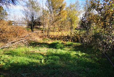 Teren Generos cu Casa in Gruiu - Snagov - 13