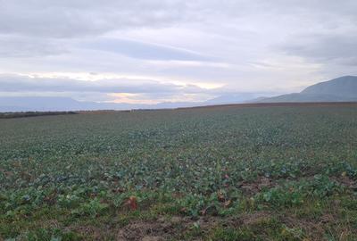 Oază de Natură și Potențial: Teren de 48.100 mp lângă Delta din Carpați - 3