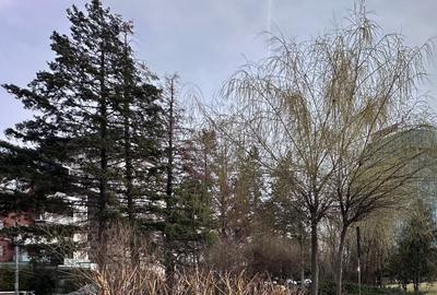 Birou, 780 mp în Primăverii