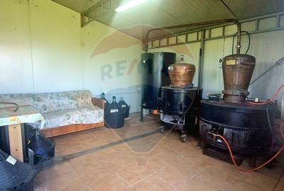 TEREN Investitie livada cu 116 pomi fructiferi in Comuna Livada - 7