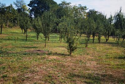 Loturi de teren in Cornu de Jos , Cornu lui Nastase - 4