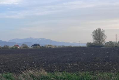 Teren agricol extravilan de 50000 mp, în Hălchiu