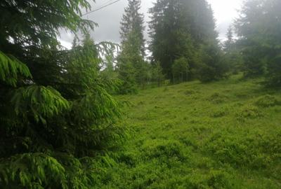 Teren Construcții de 1300 mp, în Beliș