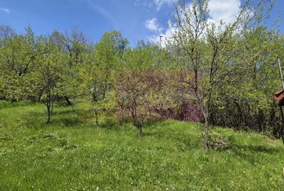 Teren cu Casuta de lemn in Sotrile (langă Valea Doftanei) - 5